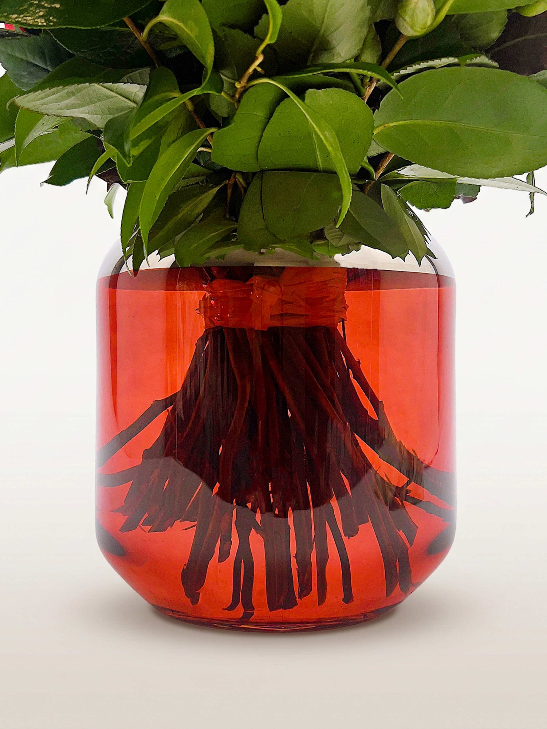 Tiges de Cornaline plongées dans l'eau teintée de rouge, feuillage vert dense émergeant du vase