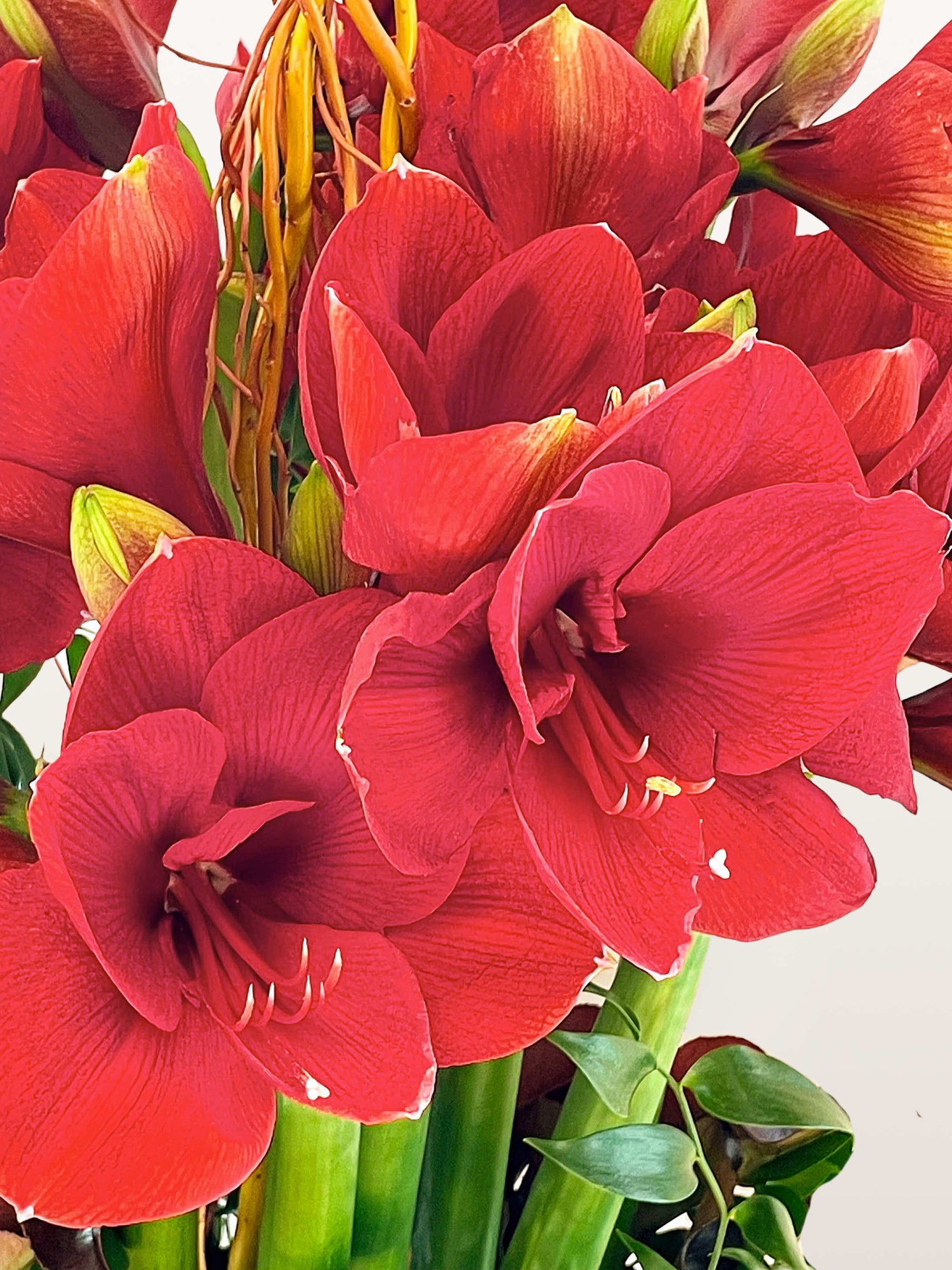 Porte de Montrouge en taille L déploie un bouquet graphique d'amaryllis rouges aux longues tiges vertes