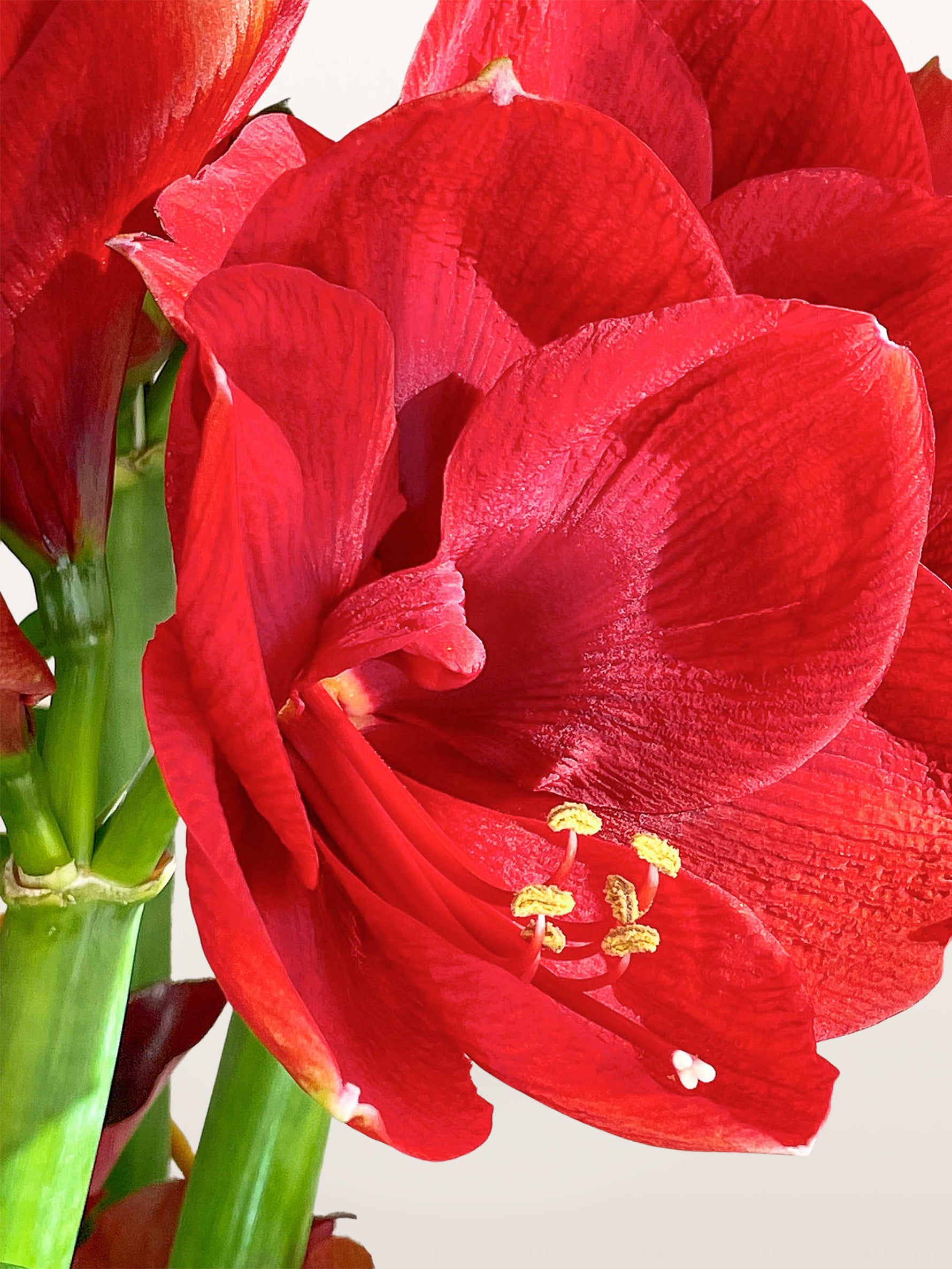 Porte de Montrouge L dévoile en gros plan des amaryllis rouge vif aux pétales veloutés et étamines dorées