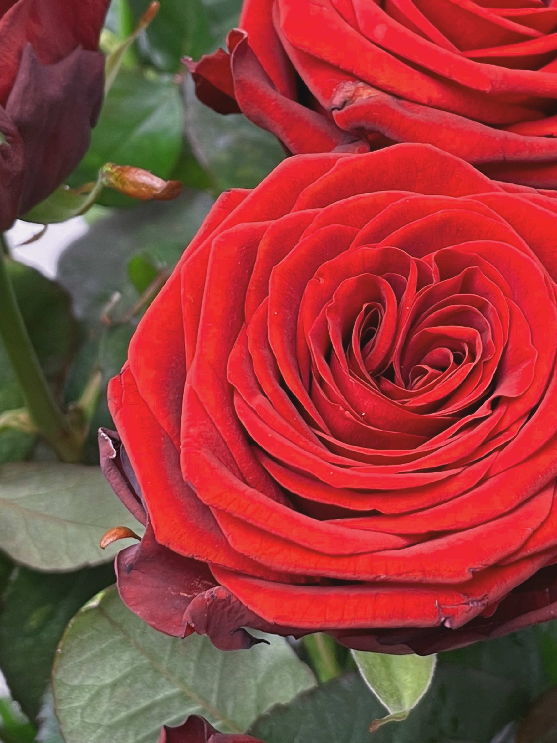 Royal N°25 dévoile des roses rouges veloutées aux pétales délicatement enroulés, sublimées par leur feuillage vert