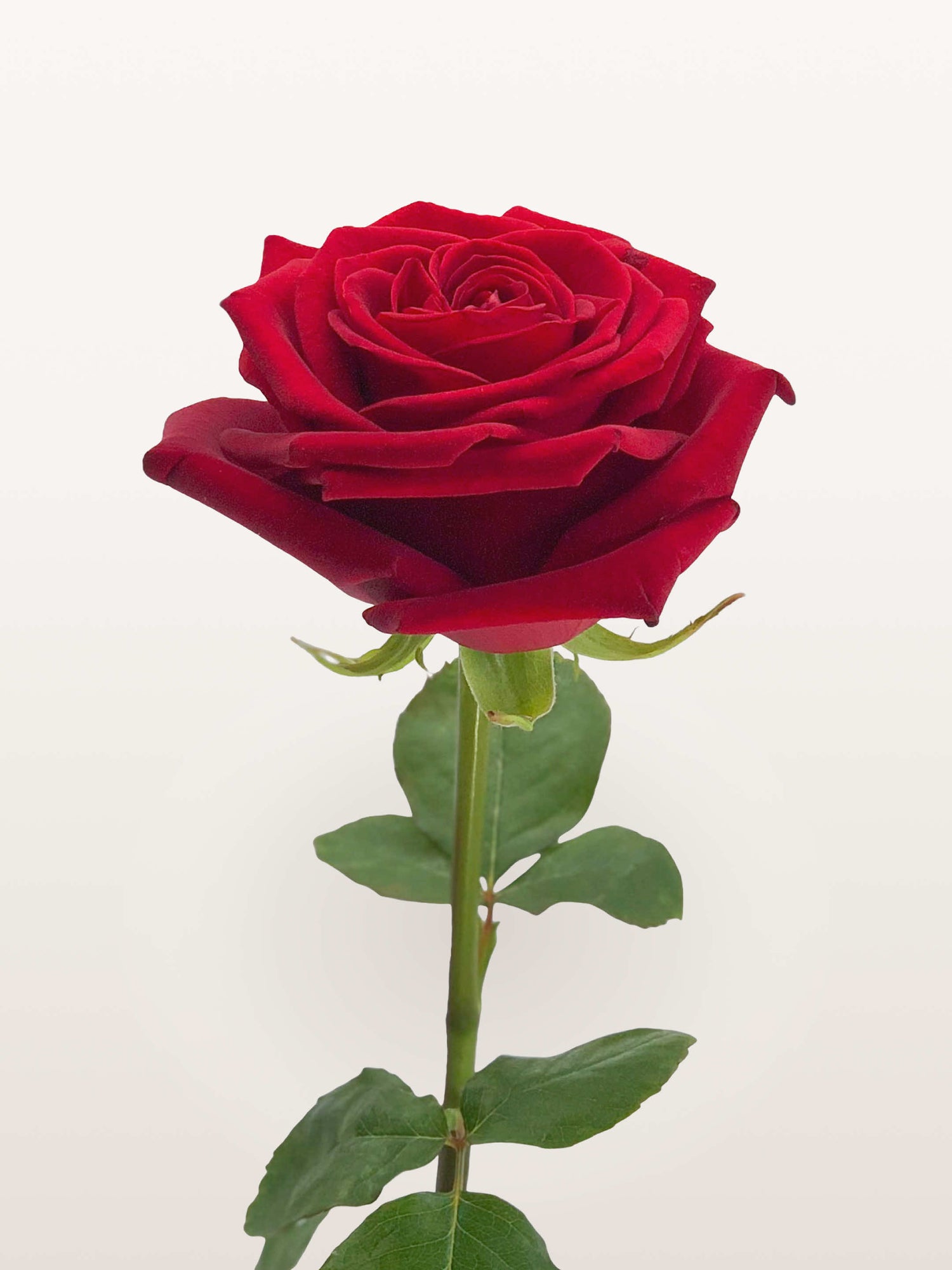 Royale à la Tige, rose rouge veloutée aux pétales enroulés, tige unique feuillée
